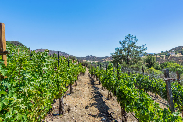 31145 Lobo Vista Road, Agoura Hills CA: 